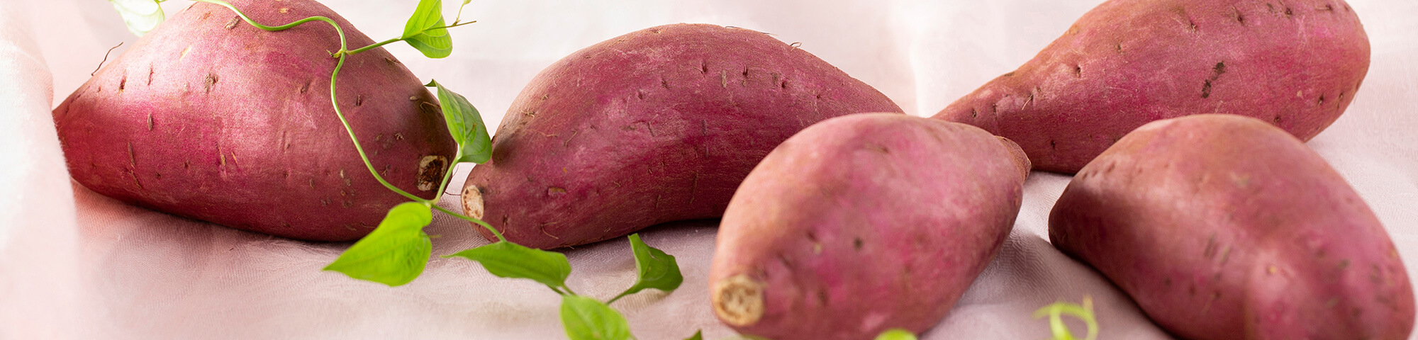 ショッピングガイド